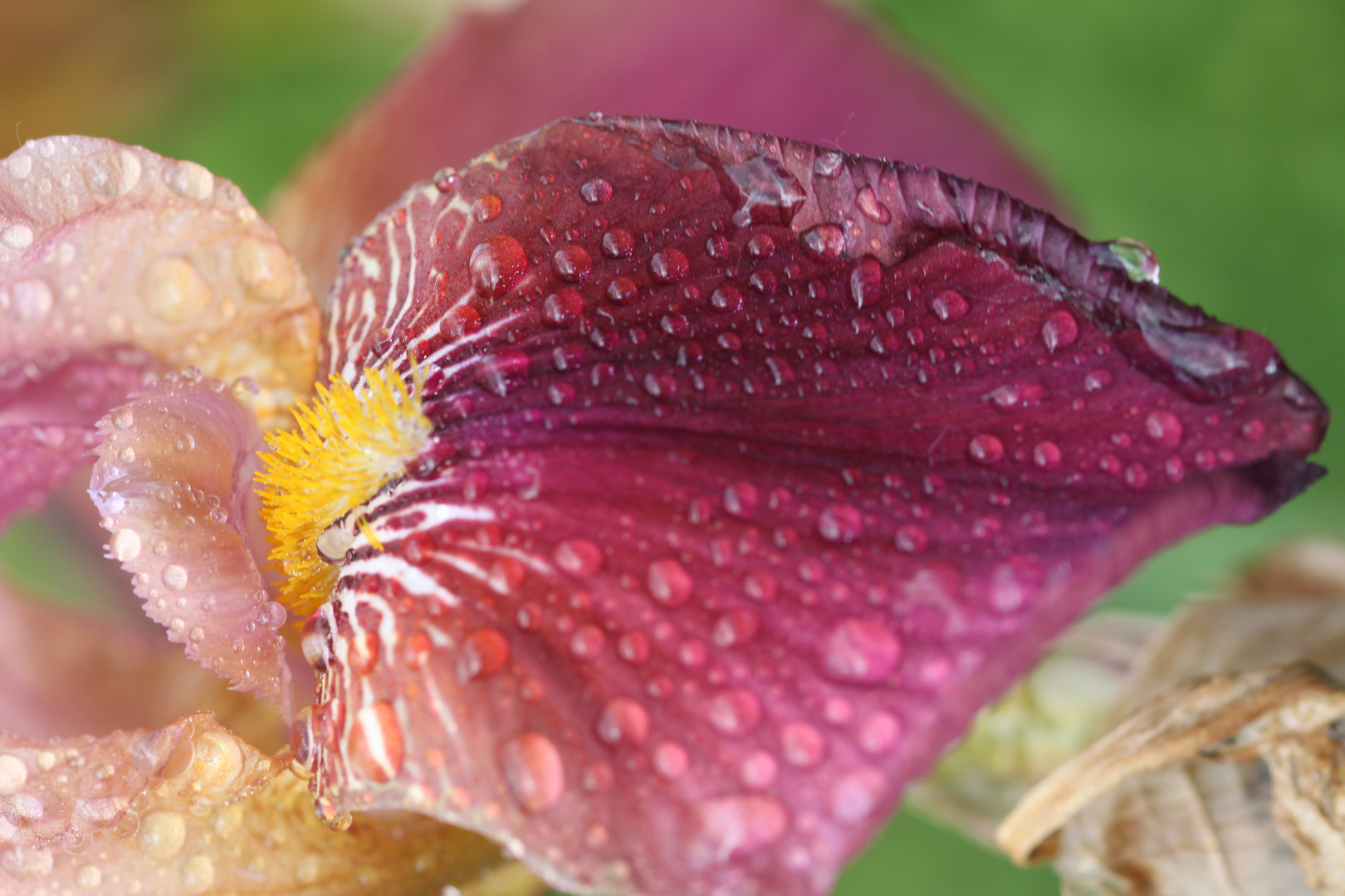 Bart-Iris im Regen