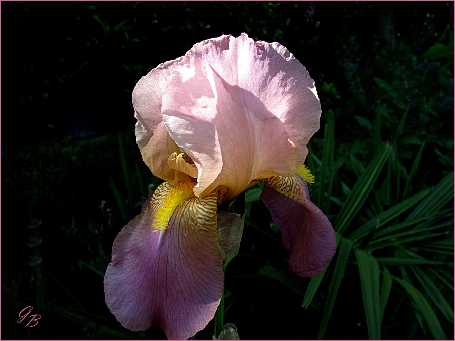 Bart-Iris, Juwelen im Garten