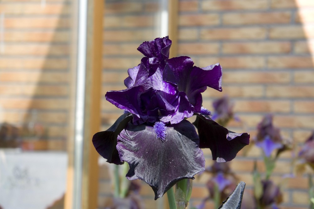 Bart Iris schwarz Foto & Bild pflanzen, pilze & flechten, blüten
