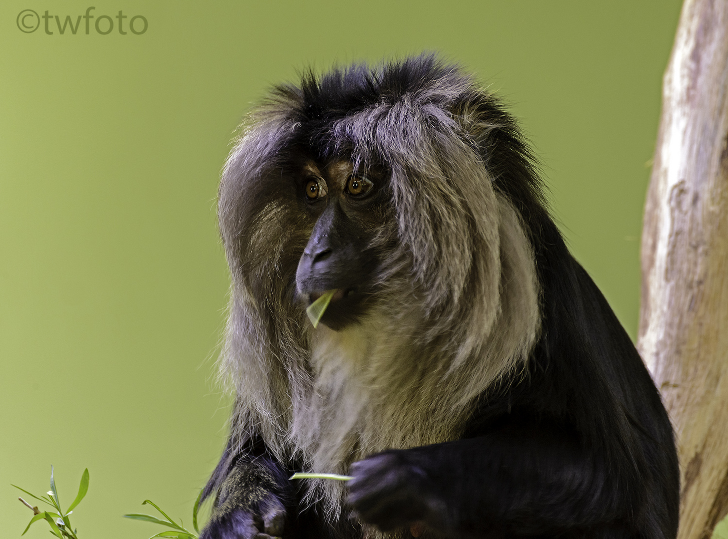 Bartaffe (Macaca silenus)