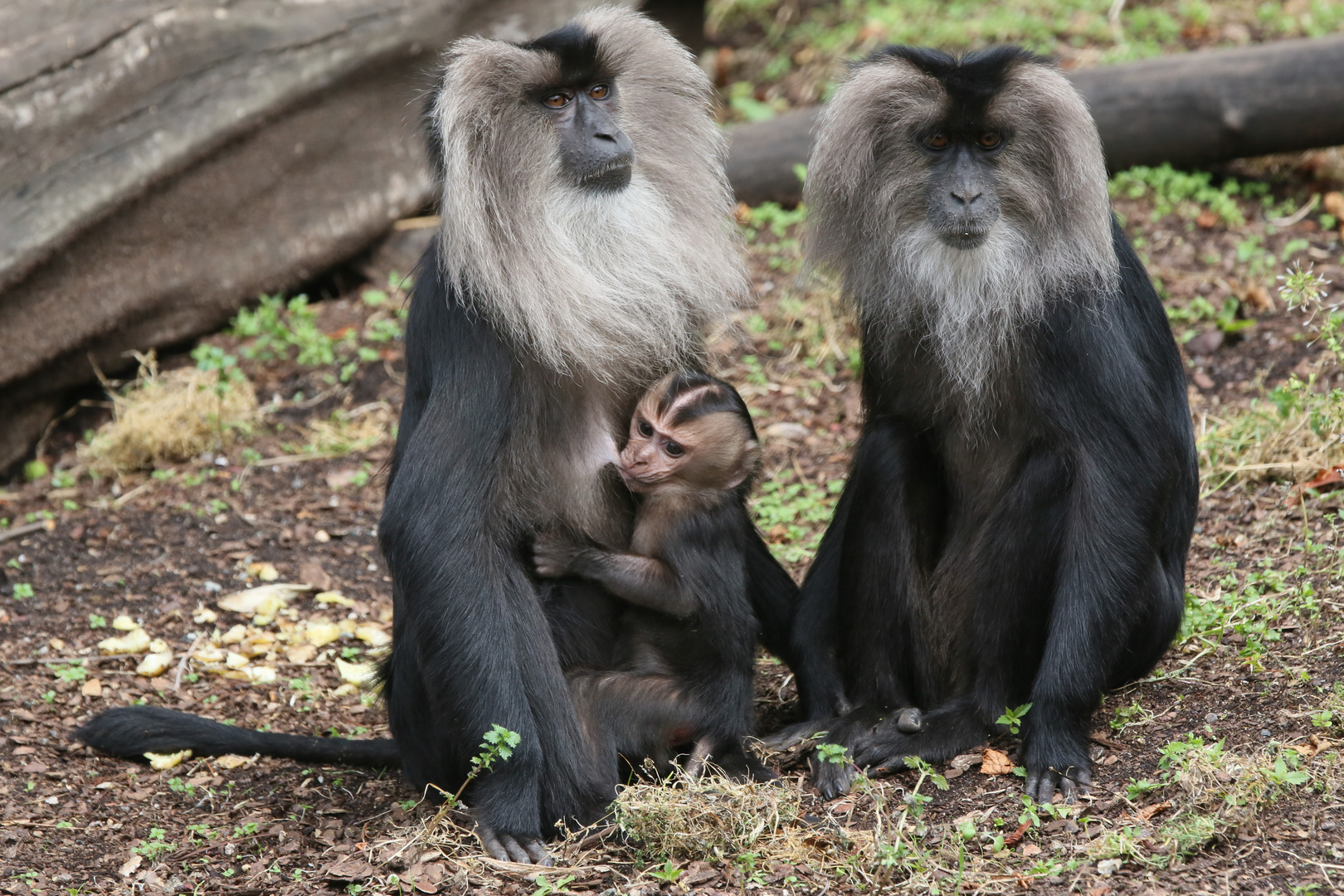 Bartaffenfamilie