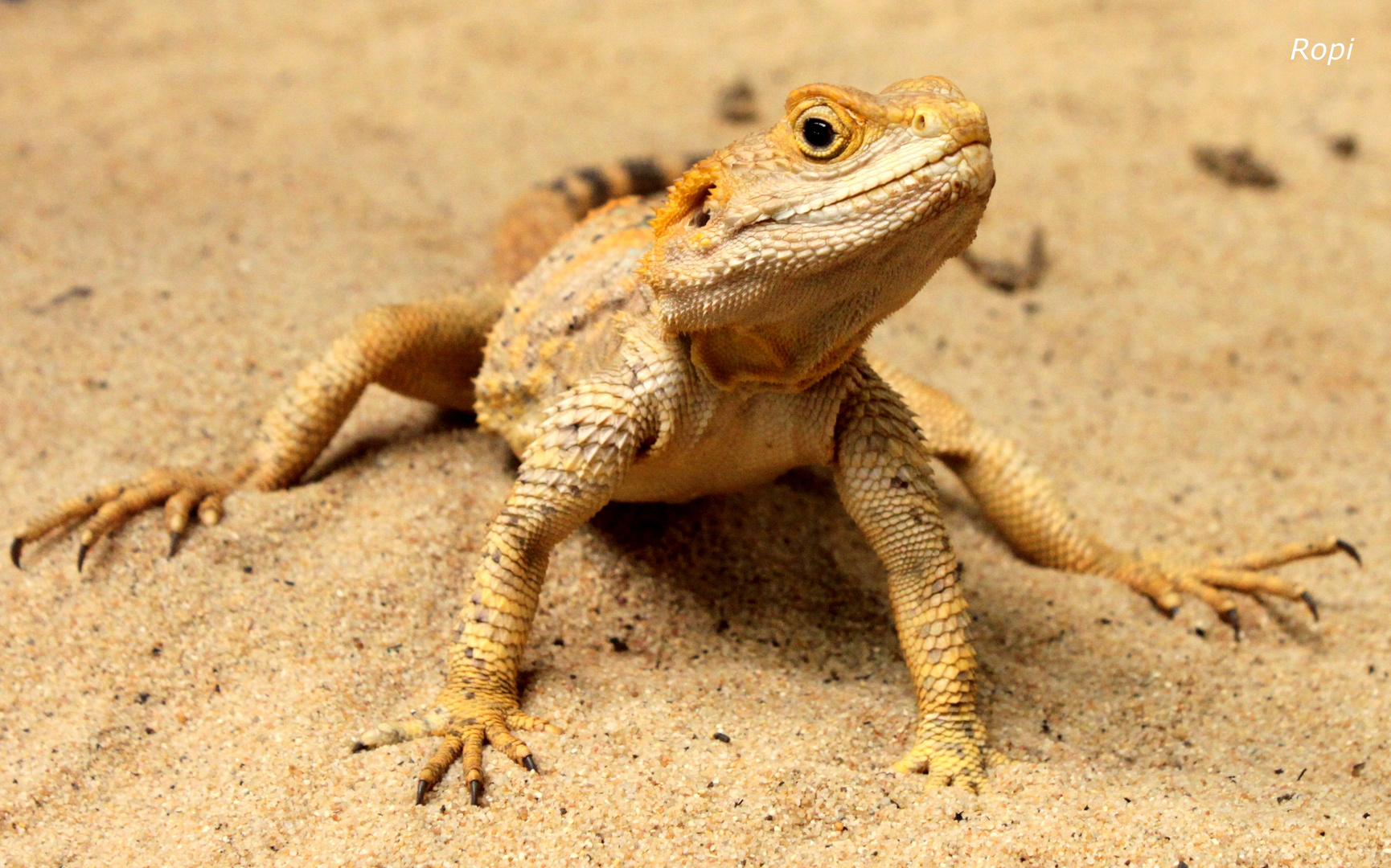 Bartagame Foto & Bild - Bartagame 02c22361 Ae9a 4099 82c6 92e9De3abcD7