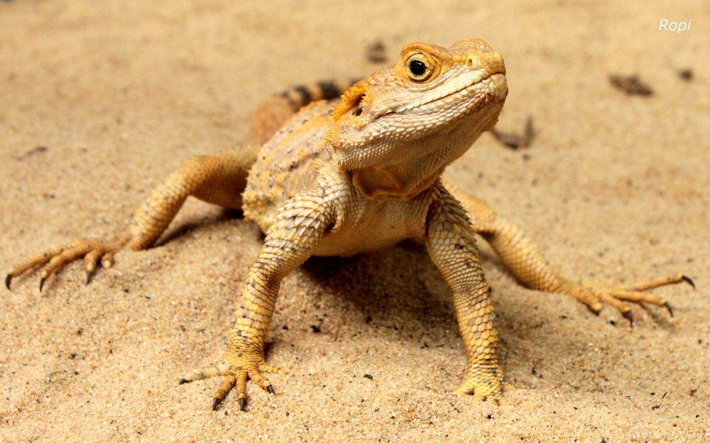 Bartagame Foto & Bild - Bartagame 02c22361 Ae9a 4099 82c6 92e9De3abcD7