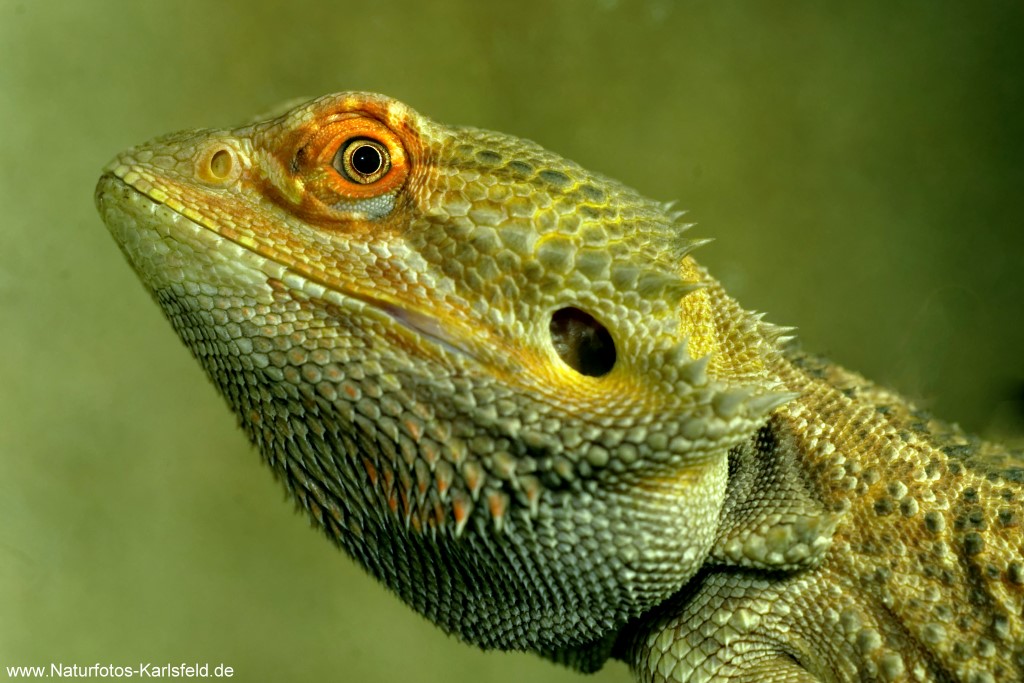 Bartagame Foto & Bild - Bartagame 12978D25 D6Da 4753 91a6 Ec6e5cD4ee81