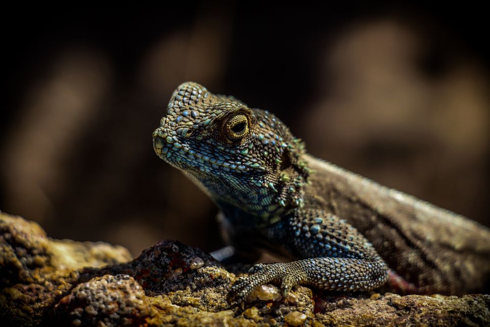 Bartagame Foto & Bild - Bartagame 12D3e3a8 27D1 4b63 A6fD F904ffebb759