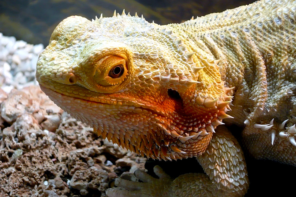 Bartagame Foto & Bild - Bartagame 1fceD538 F9cc 4b24 9992 Ae1a1D72Daa5