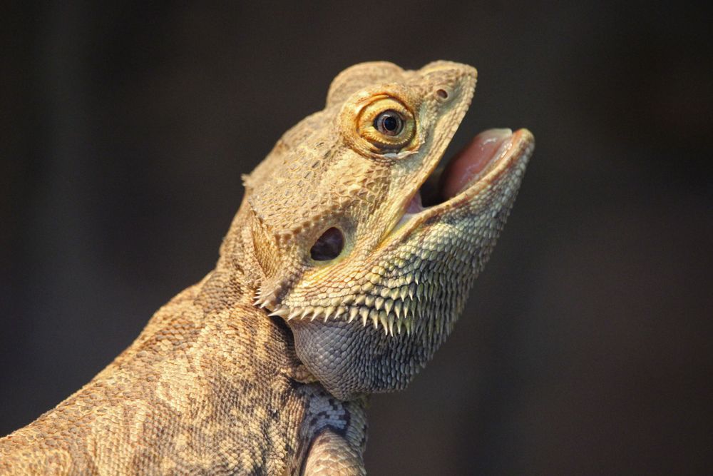 Bartagame 2 Foto & Bild - Bartagame 2 9b84baef 3b29 4D03 B147 50a6935200c9