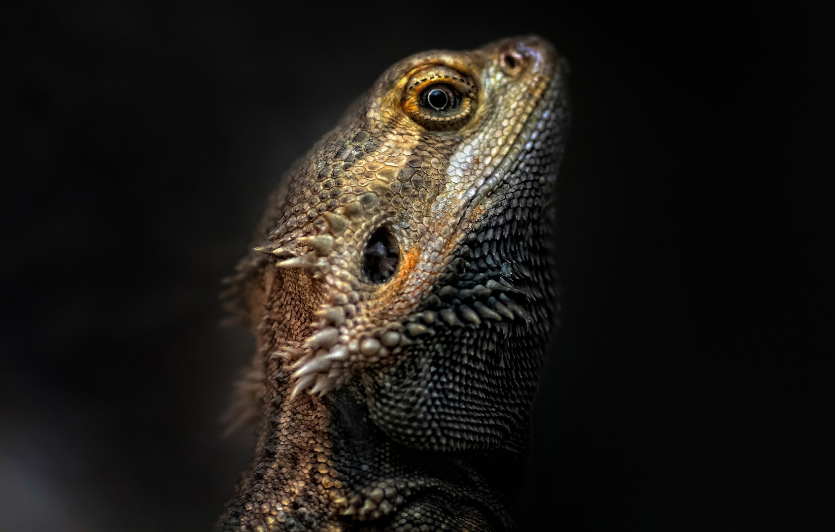 Bartagame: Wann schlafen sie? - Bartagame 28641298 0959 4602 9a4D 98Db336DD11a