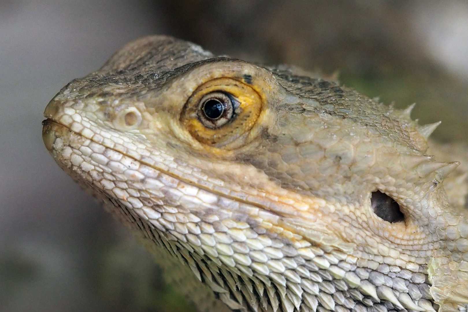 Bartagame Foto & Bild - Bartagame 3a90155c 0171 4bcf 9480 E72aa7a42493
