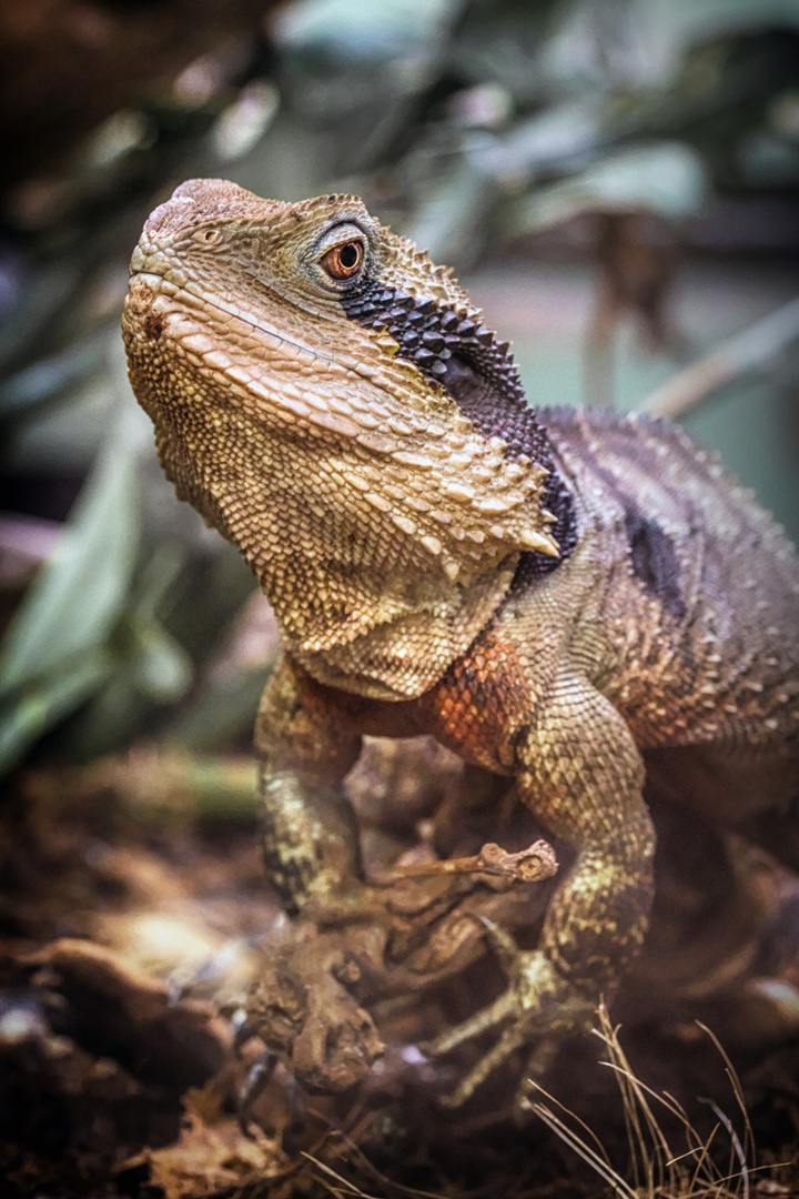 Bartagame Foto & Bild - Bartagame 3f984414 0fa7 4b1c 8128 2aDbc56372f6