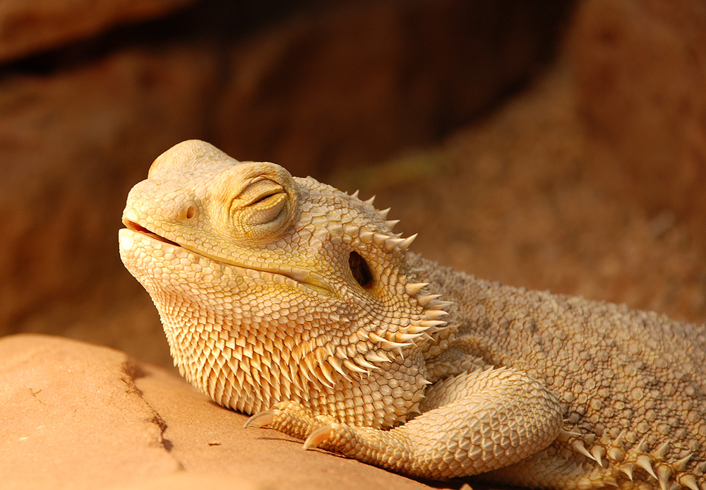 Bartagame Foto & Bild | tiere, zoo, wildpark & falknerei, amphibien
