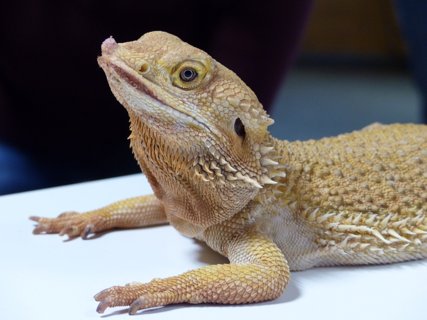 Bartagame Foto & Bild - Bartagame 4858D31e 2e50 481c A3af B365c1ac1e41