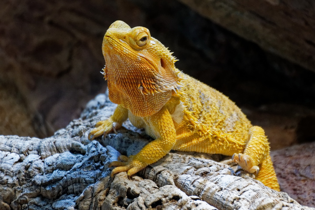 Bartagame Foto & Bild | tiere, zoo, wildpark & falknerei, amphibien
