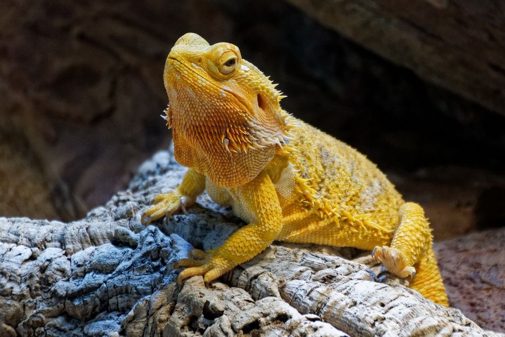 Bartagame Foto & Bild - Bartagame 4866bacf C2b1 45b9 A576 29e4092aDaD7