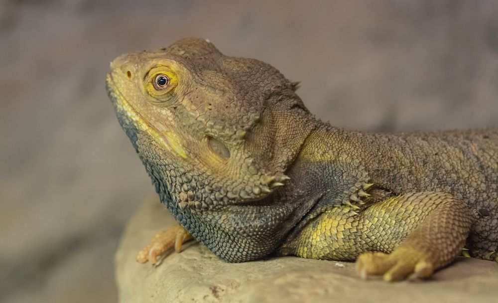 Bartagame Foto & Bild - Bartagame 4a7fb892 C0f5 463c 9527 8852cac9cbD5