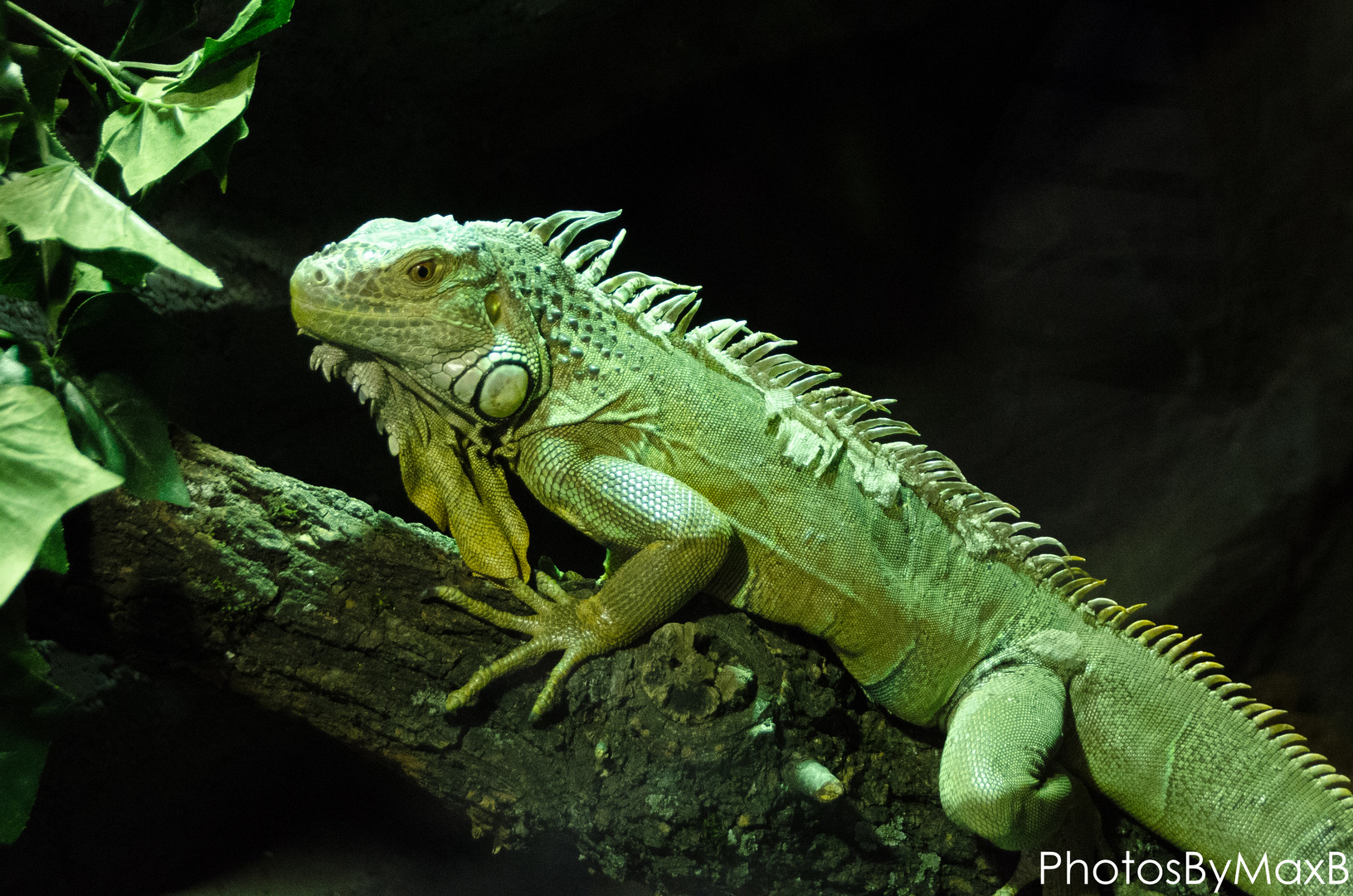 Bartagame Foto & Bild - Bartagame 4e836Df8 A2fb 4280 8D45 80fffef4c394