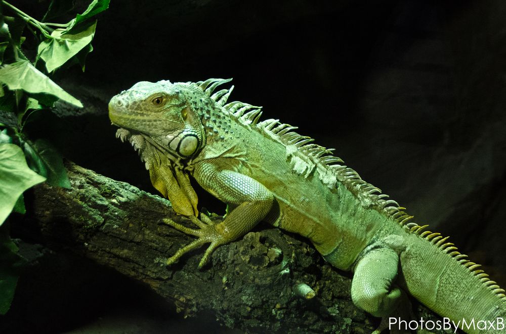 Bartagame Foto & Bild - Bartagame 4e836Df8 A2fb 4280 8D45 80fffef4c394