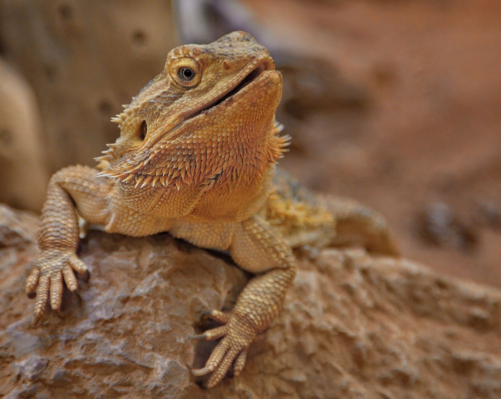 Bartagame. Foto & Bild - Bartagame 57b89bc8 F6D2 4659 9fce De4fe47479e6