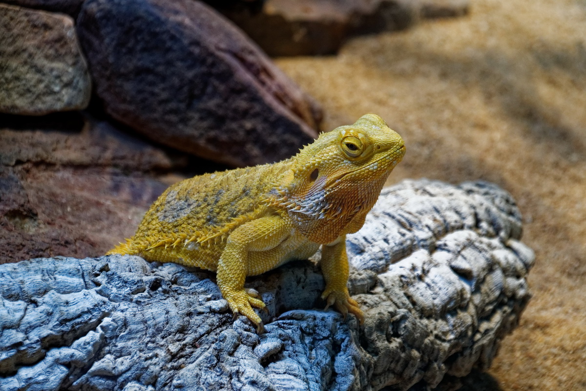 Bartagame Foto & Bild - Bartagame 5fefb757 Aebe 42D7 84a1 32cD90D66f5f
