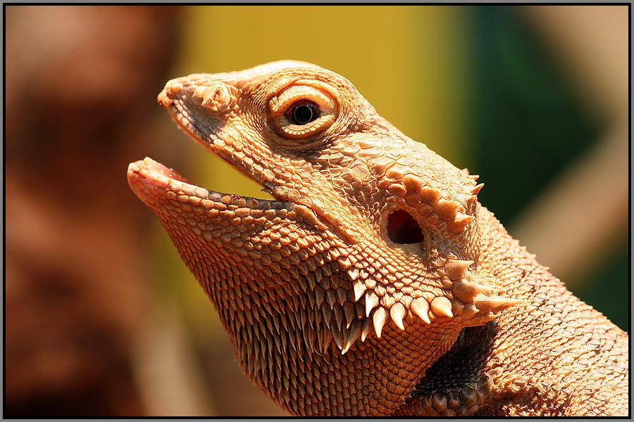 Bartagame Foto & Bild - Bartagame 628c8b9D 4139 437a 996e 16079D5948e3