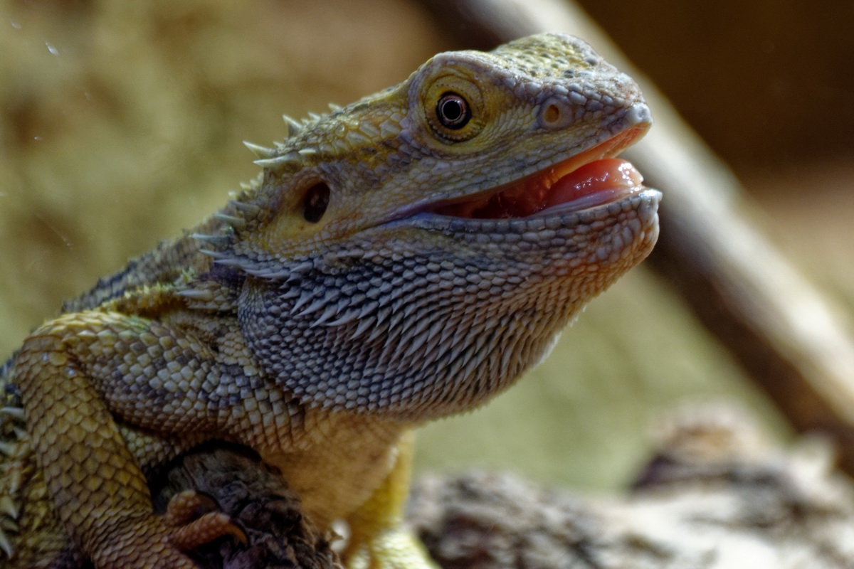 Bartagame Foto & Bild - Bartagame 6740433f 1166 4990 8847 E46a0197a0a3