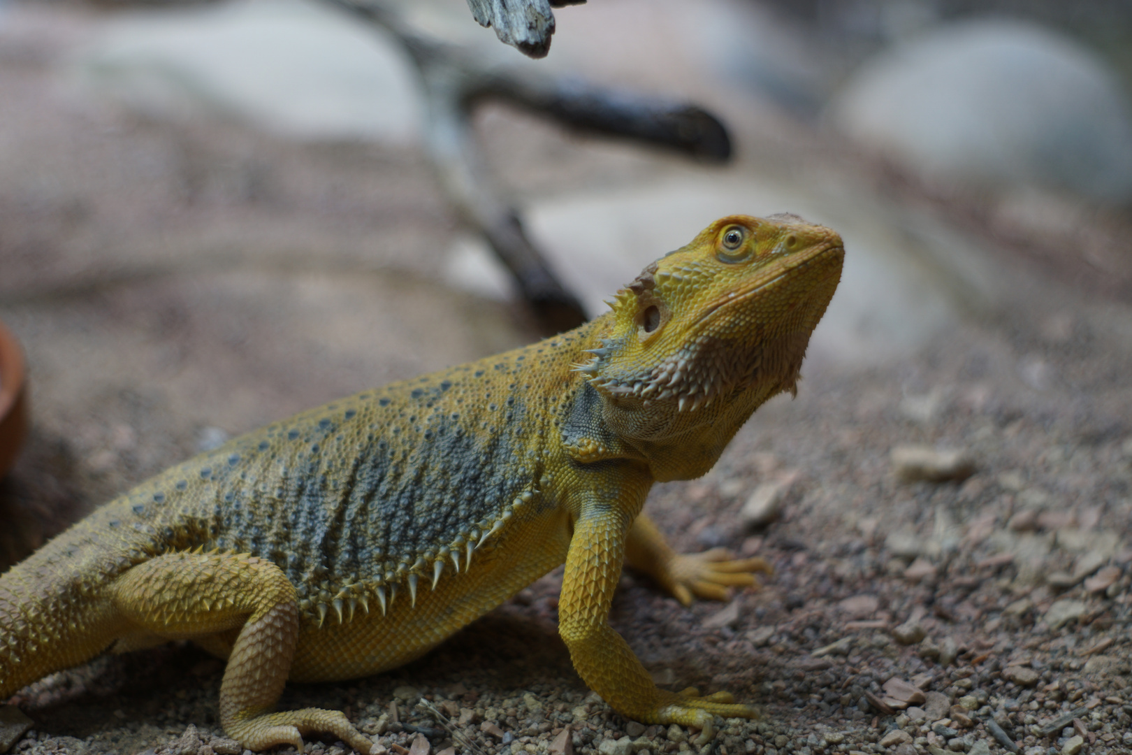 Bartagame Foto & Bild - Bartagame 6a7D103b 6fc1 4D32 Bf50 D3926D30D34a