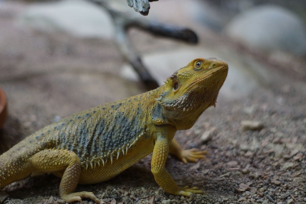 Bartagame Foto & Bild - Bartagame 6a7D103b 6fc1 4D32 Bf50 D3926D30D34a
