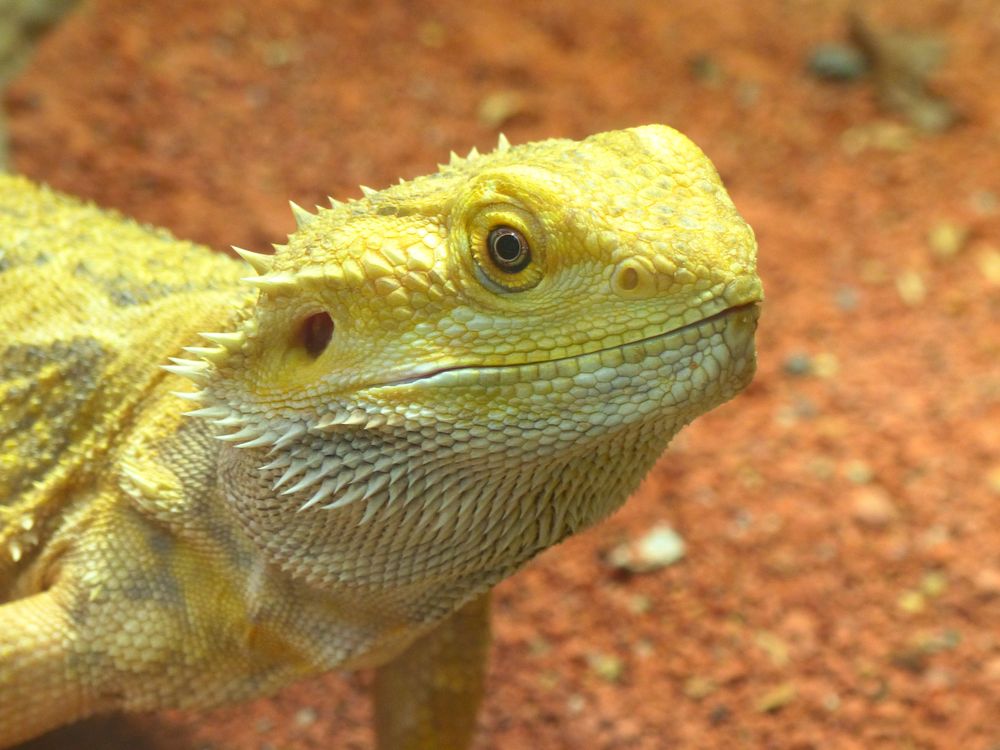 - Bartagame - Bartagame 7f4b33b5 Cb3e 4f4f 9320 25D0447ba088