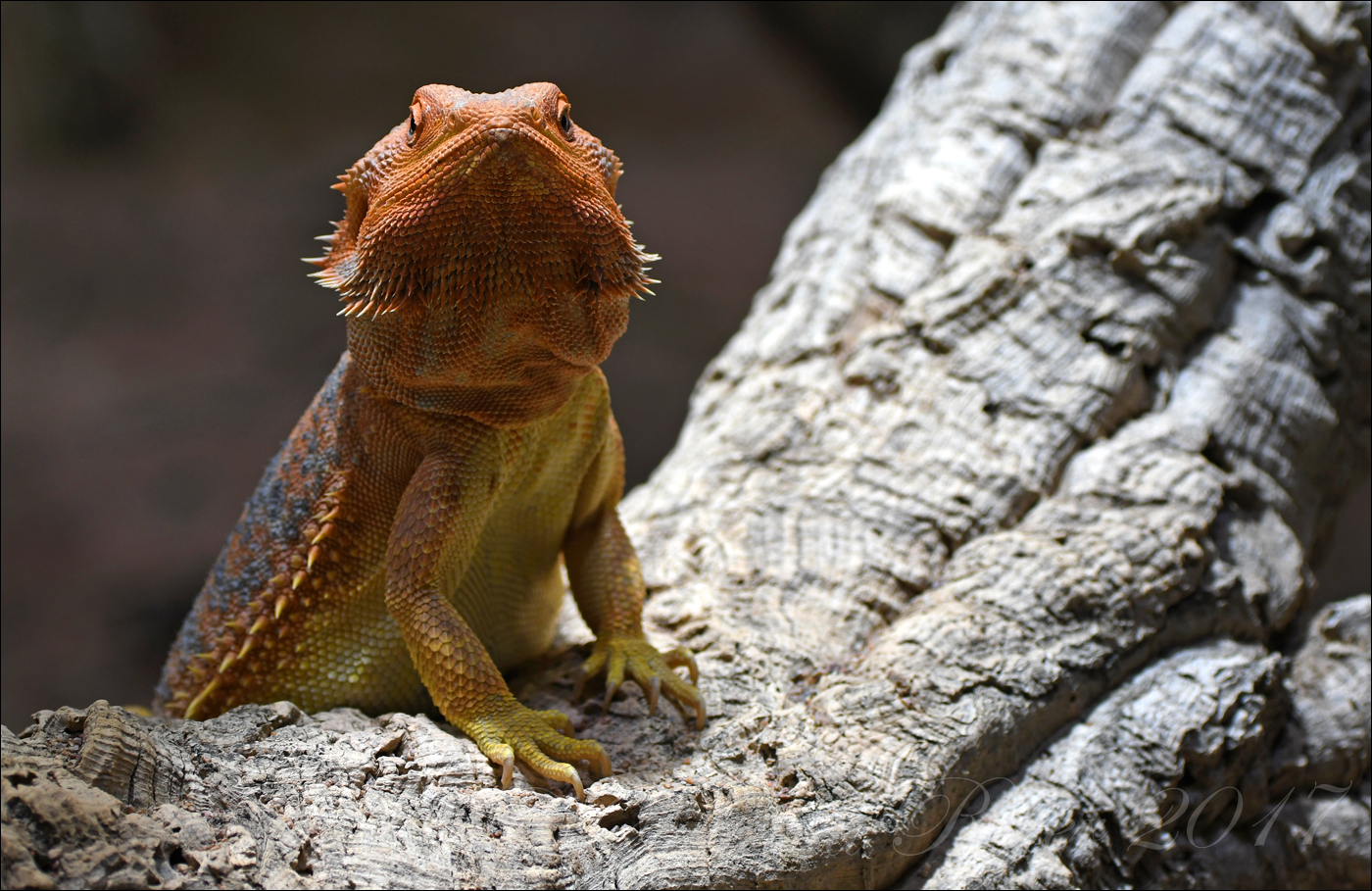 Bartagame Foto & Bild - Bartagame 833ae7f4 9797 4929 9DD0 9D27a54fc107