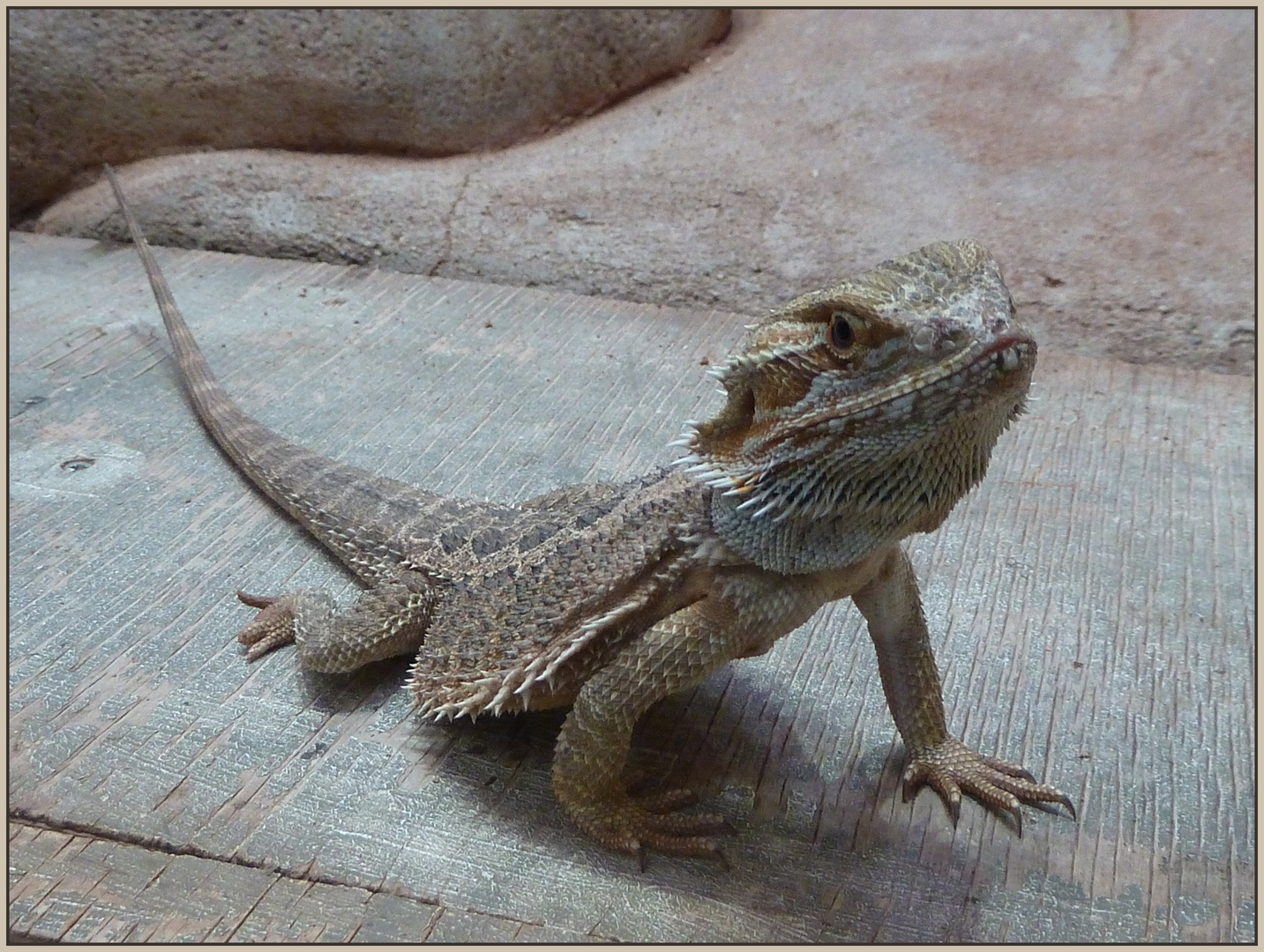 Bartagame Foto & Bild - Bartagame 876aea64 257a 4c08 98f4 75f2ef384b16