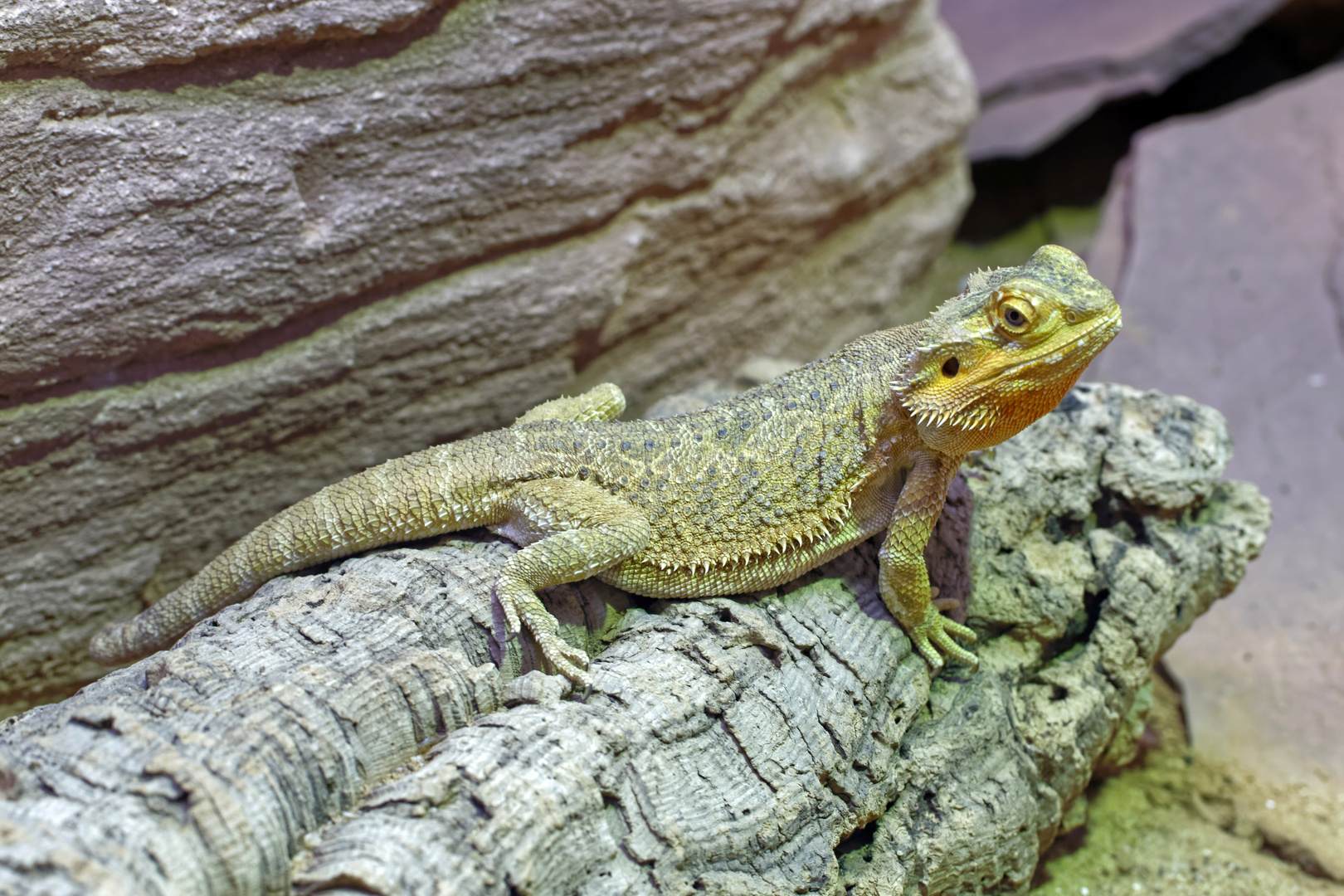 Bartagame Foto & Bild - Bartagame 8a12c754 792a 408a 9743 E5a3eeDef69f
