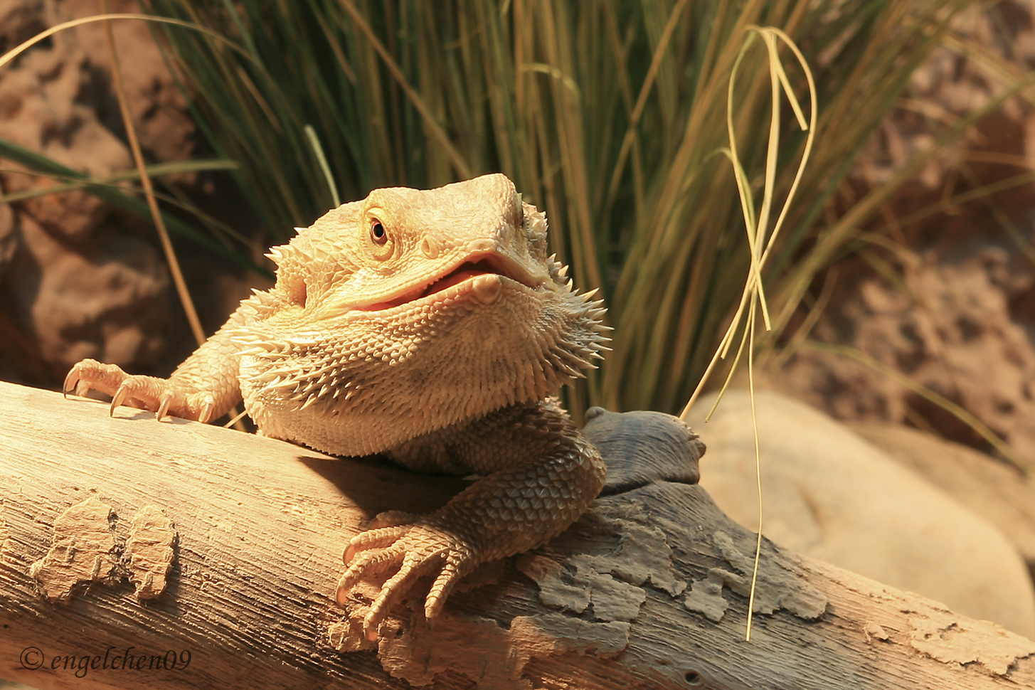 Bartagame Foto & Bild - Bartagame 94D9b021 0fc4 4aeD Aa25 E059f44ccc1b