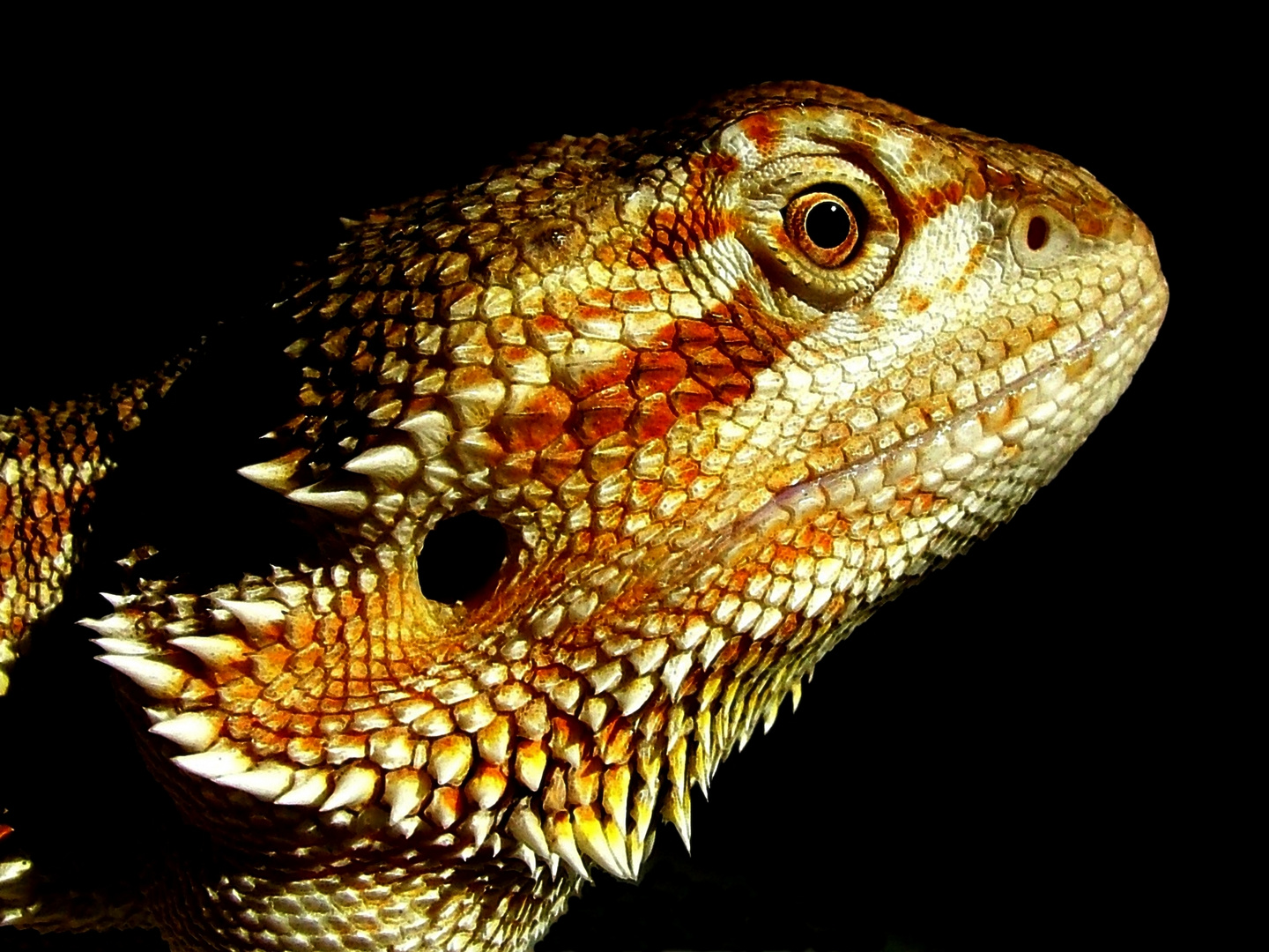 Bartagame Foto & Bild - Bartagame 97525688 58Dc 4c93 82ac Ee028e1fff78