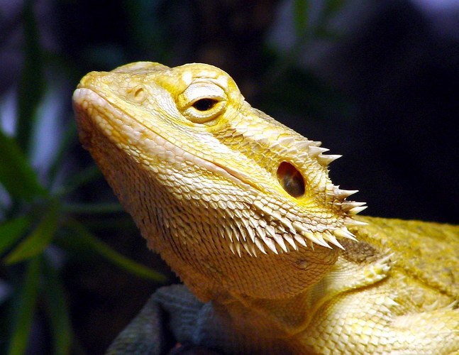 Bartagame Foto & Bild - Bartagame 990e4267 39D3 4937 B45a F1Df9370578b