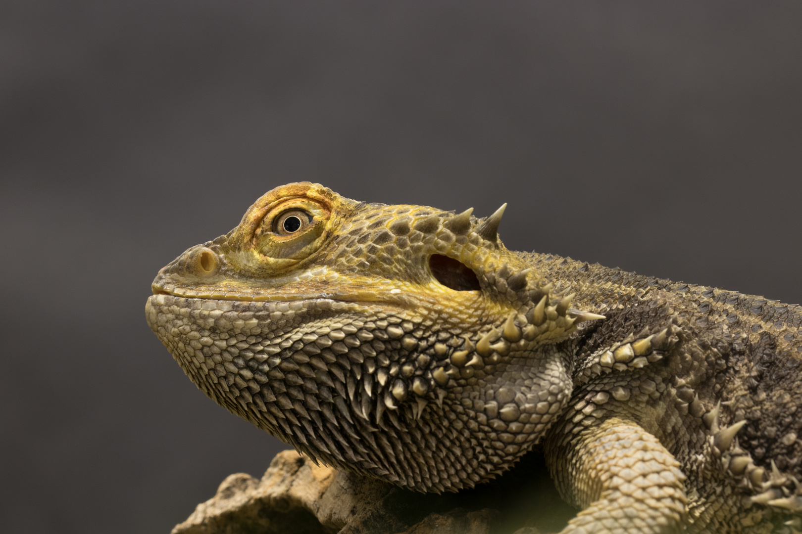 Bartagame Foto & Bild - Bartagame 9fe9D766 2424 4e15 9527 A8e1125144ea