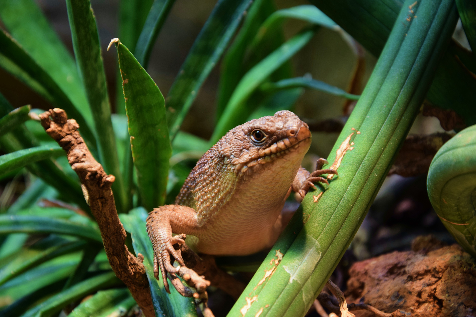 Bartagame Foto & Bild - Bartagame A92acbf2 9576 48be B7a0 D73f21a8e70b
