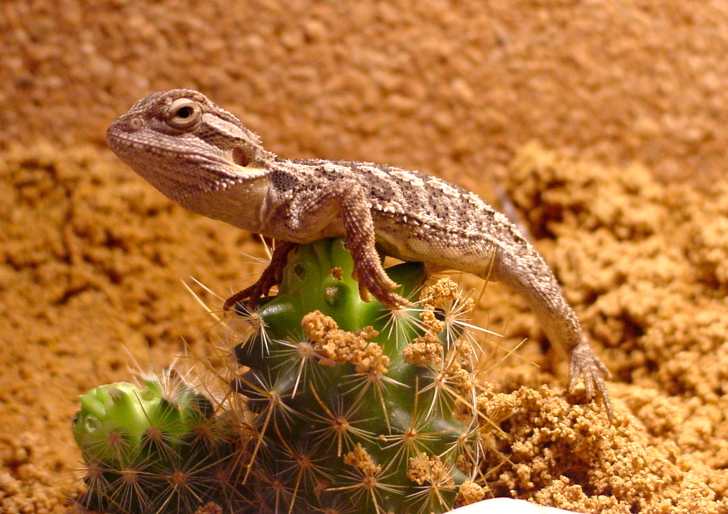 BARTAGAME als Fakir Foto & Bild - Bartagame Als Fakir 7bDb41f7 037f 4706 96aa E5a22927942a BARTAGAME als Fakir Foto & Bild - Bartagame Als Fakir 7bDb41f7 037f 4706 96aa E5a22927942a