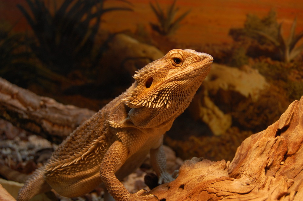 Bartagame am Sonnenplatz (Pogona Vitticeps)