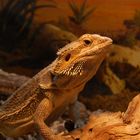 Bartagame am Sonnenplatz (Pogona Vitticeps)