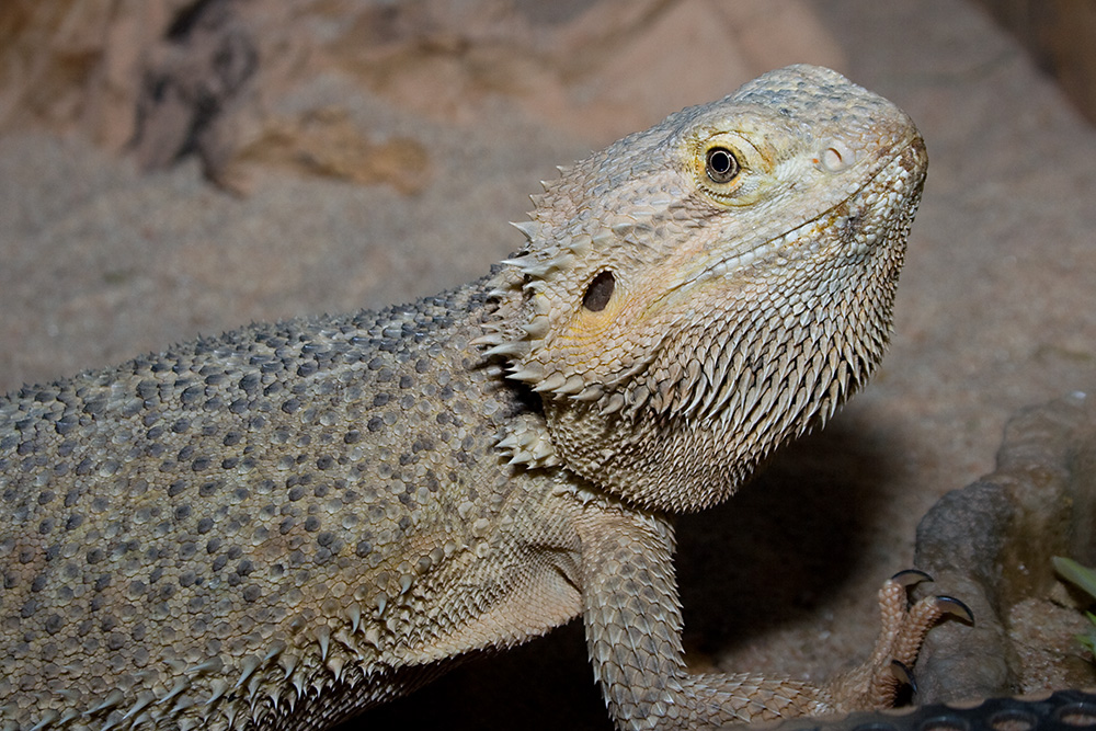 Bartagame - Auf dem Rücken des Drachen