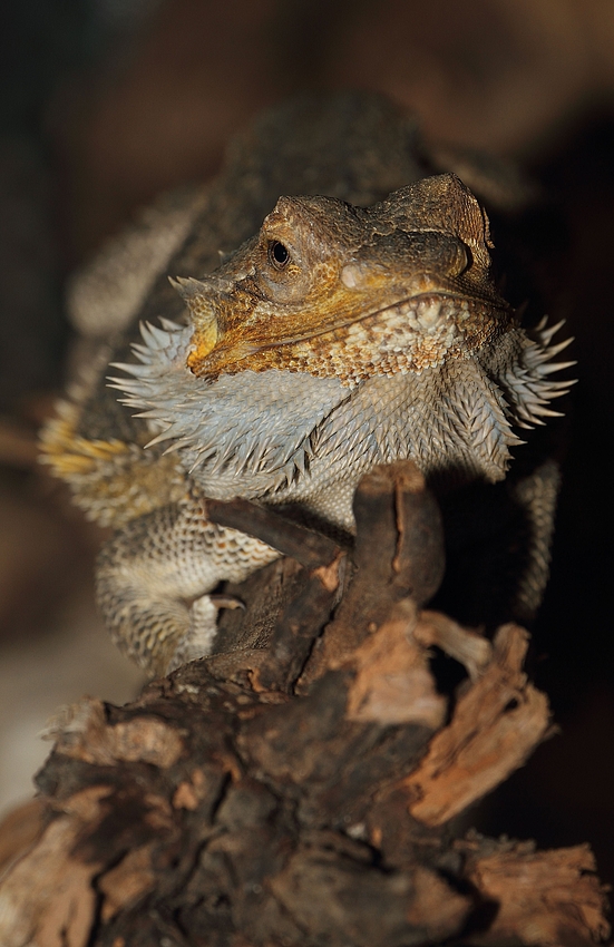 Bartagame auf der Lauer