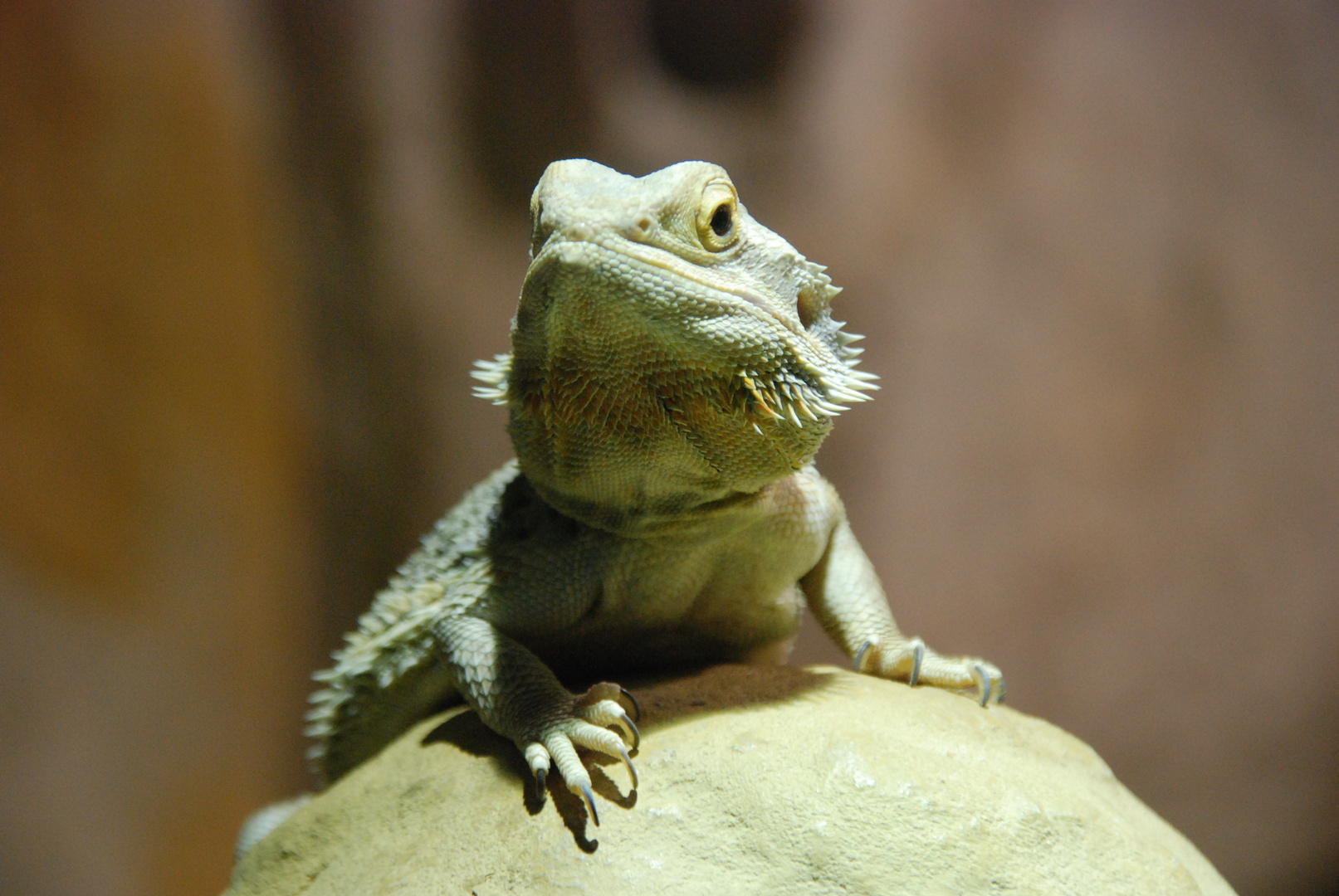 Bartagame auf einem Stein