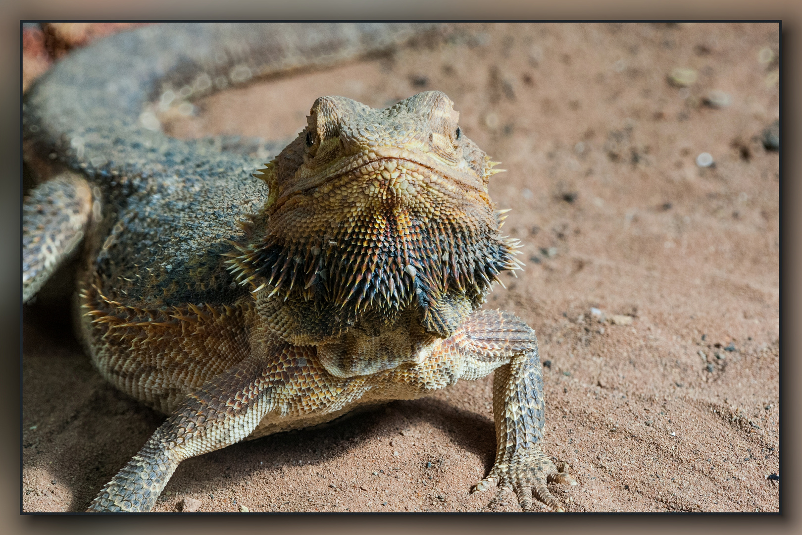 Bartagame Foto & Bild - Bartagame B5097002 2f74 44e3 A2e8 90ab7106cb3f