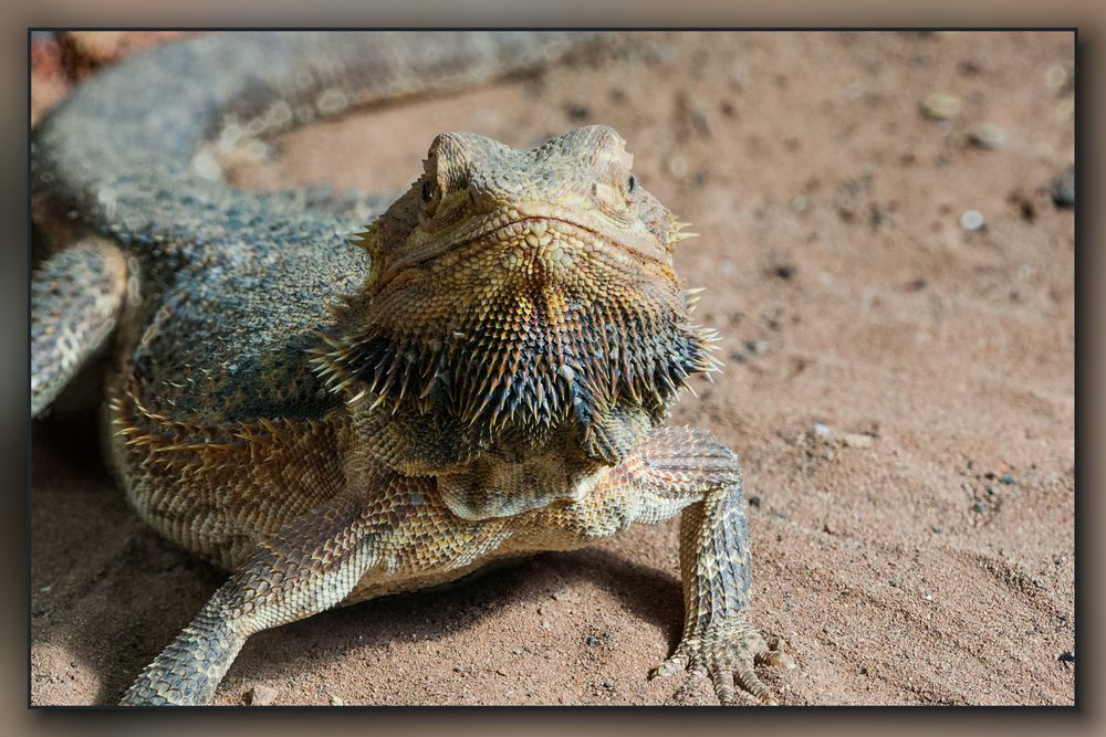Bartagame Foto & Bild - Bartagame B5097002 2f74 44e3 A2e8 90ab7106cb3f