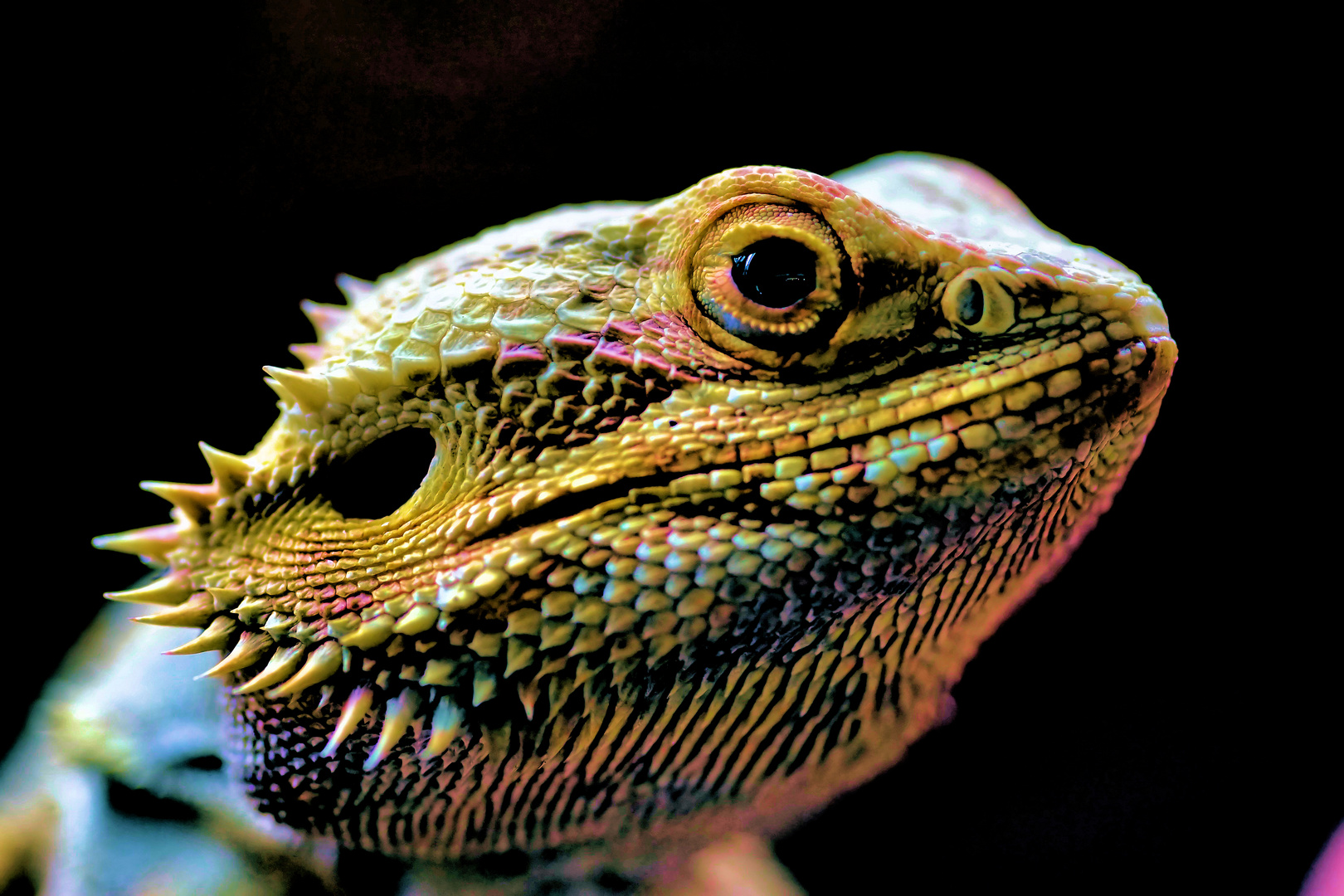 bartagame Foto & Bild - Bartagame B905ea10 3c21 4581 86e4 B806583e90ab