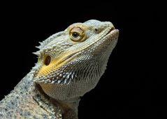 Bartagame, Bart-Agame (Amphibolurus barbatus, Pogona barbatus)