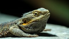 Bartagame, Bart-Agame (Amphibolurus barbatus, Pogona barbatus)