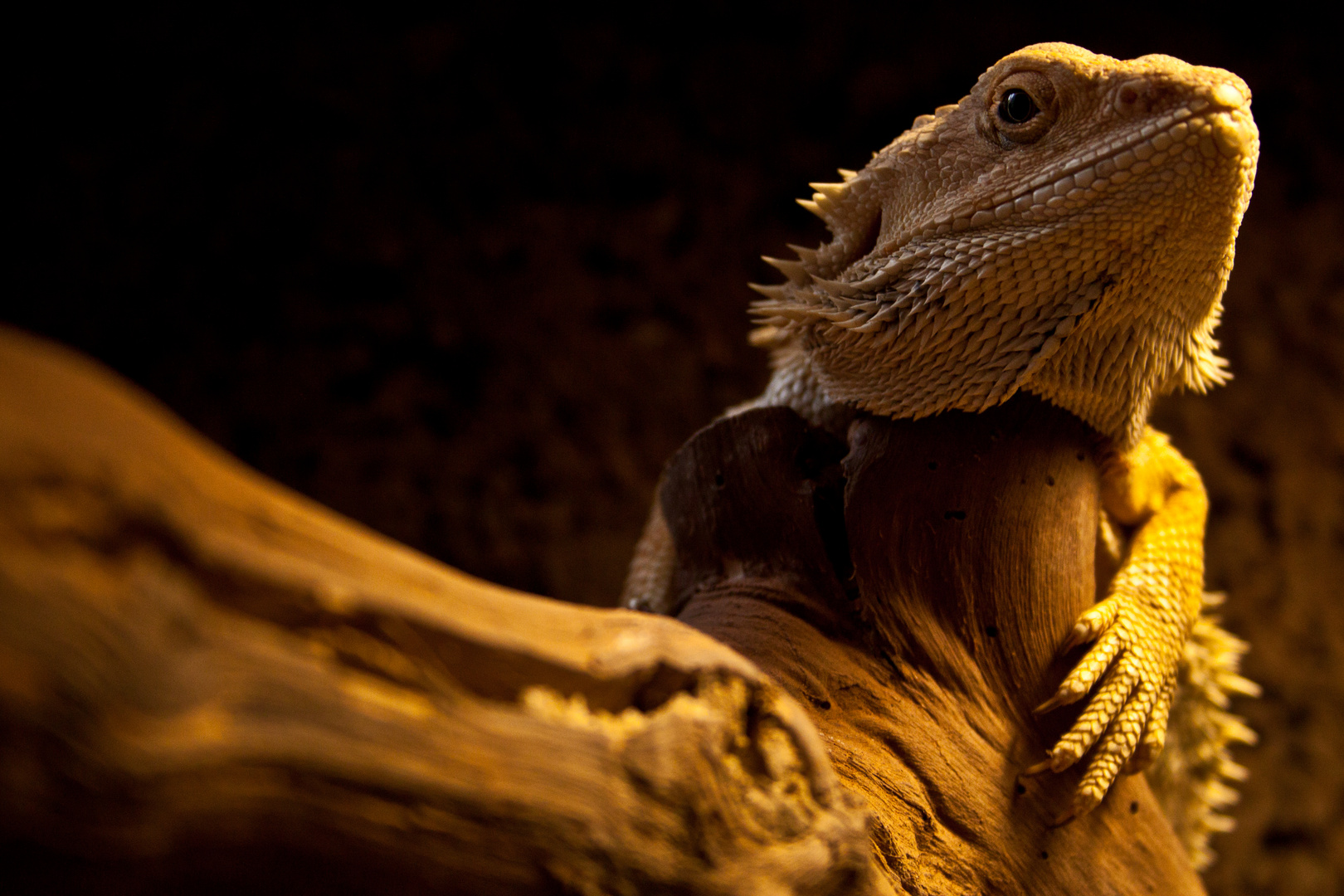 Bartagame Foto & Bild - Bartagame Be0D2574 3a97 4Dc8 9817 A9e45D870eD3