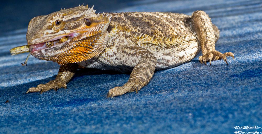 Bartagame Foto & Bild - Bartagame Be1c4165 00fe 47ba B640 Ebca56D1D2b9