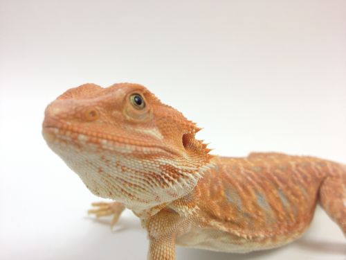 Bartagame Bearded Dragon Extreme Red Hypo